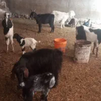 بززایده|حیوانات مزرعه|نیشابور, شهرک رضوی|دیوار