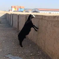 بره قوچ سیاه هیولای شال|حیوانات مزرعه|تاکستان, |دیوار