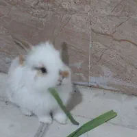 فروش خرگوش یک و نیم|موش و خرگوش|پیرانشهر, |دیوار