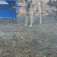 واگذاری توله سرابی