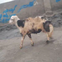 قورچ پلنگی