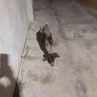 توله ۵ ماهه المانی خال مگسی نر