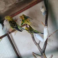 مرغ عشق انگلیسی و فنج نرگس