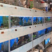 جمجمه آکواریوم ماهی تزئینی چند مدل|ماهی|مشهد, نیزه|دیوار