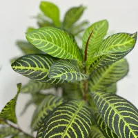 گل و گلدان|گل مصنوعی|گلستان (تهران), |دیوار