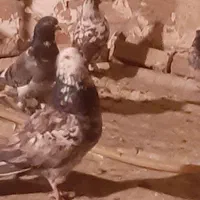کفتر معاوضه دارم با گوشی و چیزای دیگه|پرنده|تهران, شوش|دیوار