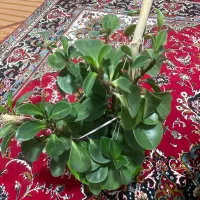 گل اپارتمانی فیکوس و گل قاشقی