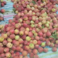 سیب پادرختی درحد سیب یک