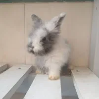 بچه خرگوش لوپ خوشگل