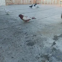 کبوتر|پرنده|خرمدشت, |دیوار