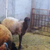 گوسفند مغانی جوان|حیوانات مزرعه|اردبیل, |دیوار