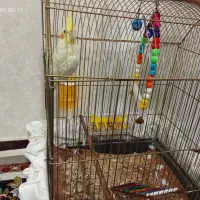 عروس هلندی