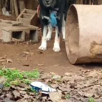 سگ هاسگی ژرمن دورگه نگهبان واقعی گیرنده|سگ|خشکبیجار, |دیوار