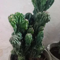 کاکتوس
