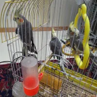 عروس هلندی|پرنده|مشهد, شهرک مهرگان|دیوار