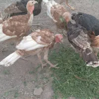 بوقلمو