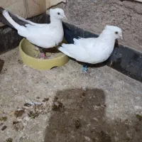 دمقهوای|پرنده|آباده, |دیوار