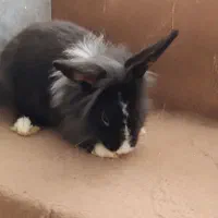 از صد تا پونصد انواع خرگوش نر و ماده|موش و خرگوش|قم, جهان بینی|دیوار