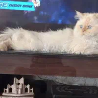گربه پرشین نر قوی و زیبا
