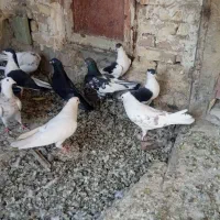 پرنده.کفتر|پرنده|فولادشهر, فولادشهر|دیوار