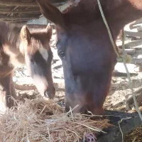 اسب|اسب و تجهیزات اسب‌سواری|گنبد کاووس, |دیوار