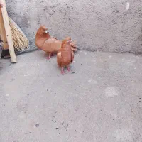 کبوتر زرد