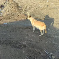 گمشده|سگ|اهر, |دیوار