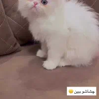 پرشین و اسکلاتیش و بریتیش|گربه|ساری, |دیوار