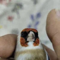 نر چونه سفید گردن کلفت|پرنده|تهران, شهرک شریفی|دیوار