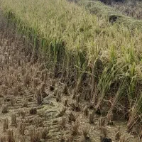 زمین کشاورزی ملک مسکونی فروشی