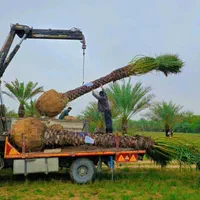 ذخیره گاه ژنتیکی نخل پالم فنیکس مرکز تحقیقات جهاد|خدمات باغبانی و درختکاری|قم, دورشهر|دیوار