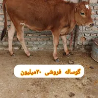 فروش گوساله