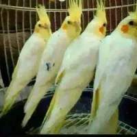 جوجه عروس هلندی لوتینو