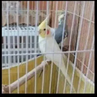 عروس هلندی تخفیف استثنایی فوری مولد