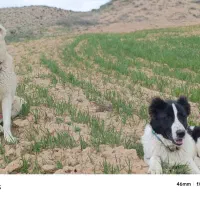 یک جفت توله گوسفندی