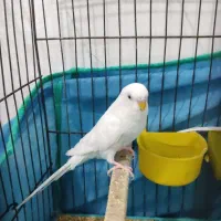 مرغ‌عشق نر