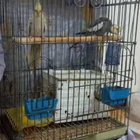 جفت مولد عروس هلندی