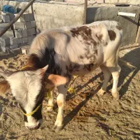 نر گاو|حیوانات مزرعه|قشم, |دیوار