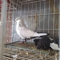 فروش چند جفت کبوتر|پرنده|جره و بالاده, |دیوار