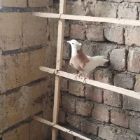 نرو ماده طوقی زرد