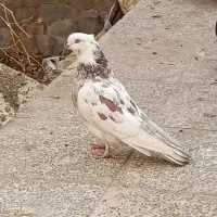 کبوتر خال سرخ