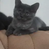 بچه گربه بریتیش سیلور بلو|گربه|تهران, گلستان (شهرک راه آهن)|دیوار