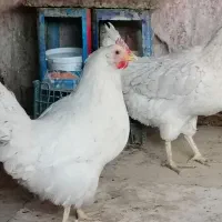 مرغ محلی سفید