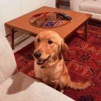 سگ گلدن دارچینی 6ماهه ماده