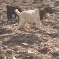 بز داشتی