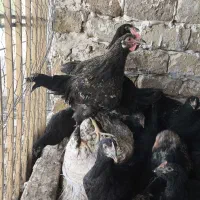 جوجه مرغ و خروس سه ماه