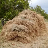 علوفه خوب برای گاو وگوسفند