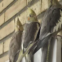 عروس هلندی|پرنده|تهران, شهرک محلاتی|دیوار