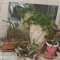 گل و گلدان