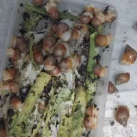 حلزون آلبینا